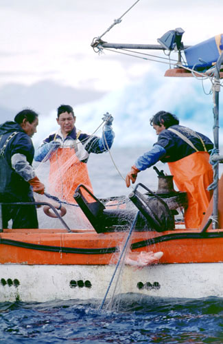 Kurt Hansen og hans besætning haler garnet ind, og der er fanget en rødfisk