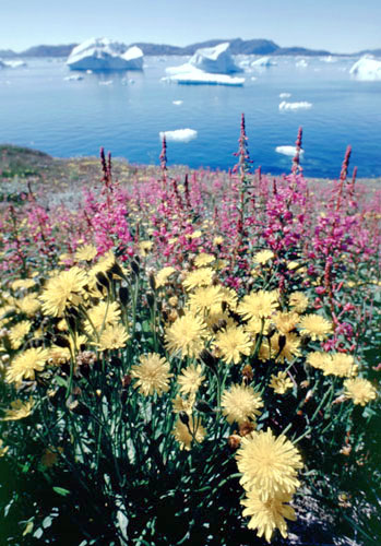 Røde og gule blomster med fjordens isfjelde som baggrund