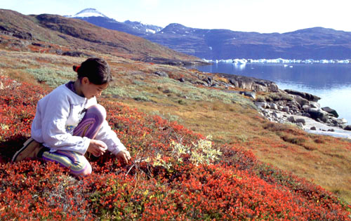 Pigen Kira sidder på knæ og plukker bær i et smukt efterãrsrødt landskab i kontrast til isen i fjorden